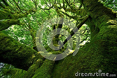 Old Mossy Tree Stock Photo