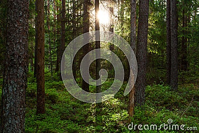 An old mysterious boreal pine grove forest in Estonia, Europe Stock Photo