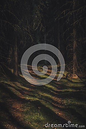 Old mysterious path in the forest with sunshine on the forest floor. Leading into a wild grown dark forest Stock Photo