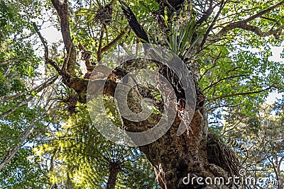 Parasitic Tree Lily Growing On Ancient New Zealand Tree Stock Photo