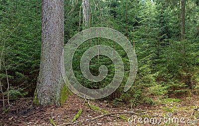 Old Norway Spruce tree Stock Photo