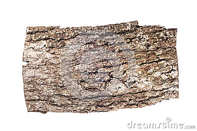 Old oak bark isolated on white background, design tamplate, text place Stock Photo