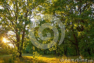 Old oak magic forest sunlight sunrise sunset Stock Photo