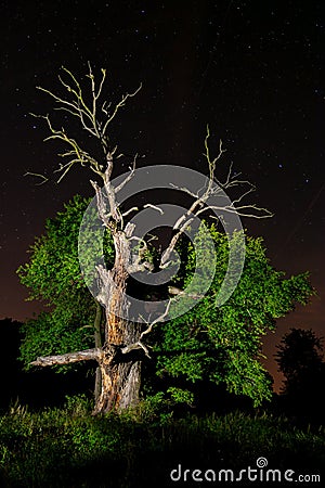 Old oak night sky Stock Photo