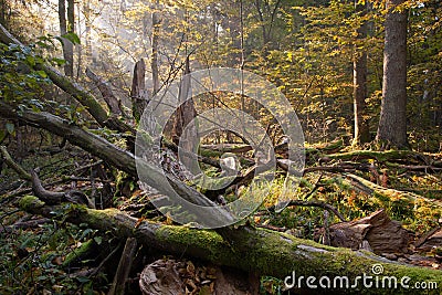 Old oak tree broken and sunbeams above Stock Photo