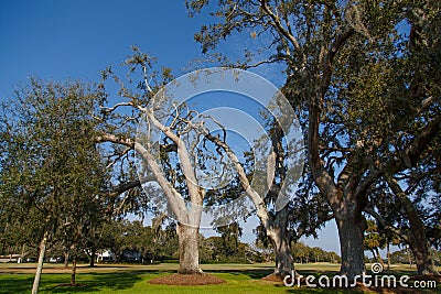 Old Oak Trees in Sunny Park Stock Photo