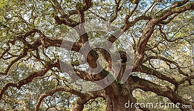 Old Oak Twisted Tree Branches Stock Photo