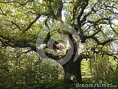 Old oaktree Stock Photo