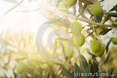 Old olive tree Stock Photo