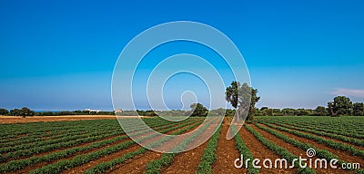 Old olive tree in a field - typical tuscan lanscape Stock Photo