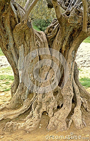 Old olive tree in France Stock Photo