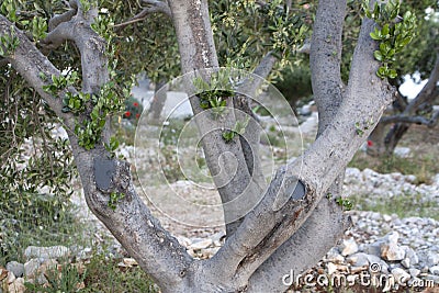 Olive tree in garden Stock Photo