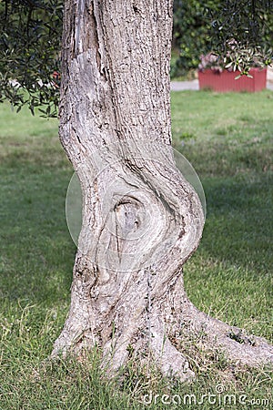 Old olive tree Stock Photo