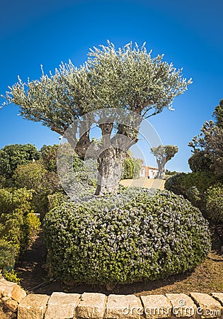 Old olive tree on sardinia island Editorial Stock Photo