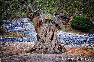 Old olive tree trunk, roots and branches Stock Photo