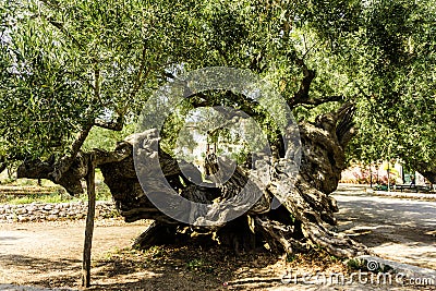 Old olive tree Stock Photo