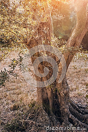 Old olive trees with crooked trunks Stock Photo