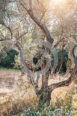 Old olive trees with crooked trunks Stock Photo