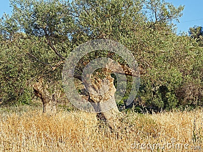 Old Olive Trees Stock Photo