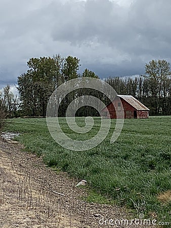 Old Oregon Highway barn huge nest in the tree behind it Stock Photo