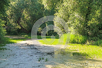 Old overgrown green pond surrounded by willows. Typical russian summer landscape view Stock Photo