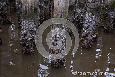Old oysters shell stick with pillar in the sea Stock Photo