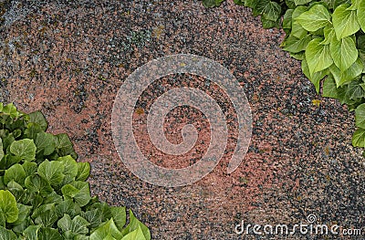 Old painted concrete wall creeper vines, ivy Stock Photo