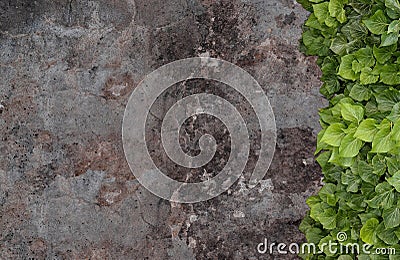 Old painted concrete wall creeper vines, ivy Stock Photo