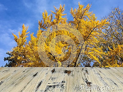 Old painted washed oak wood table on the colorful yellow ginko leaves branch tree background, wooden table Stock Photo
