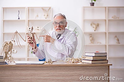 Old male paleontologist examining ancient animals at lab Stock Photo