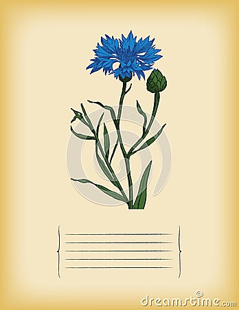 Old paper template with Blue Cornflower. Vector Stock Photo