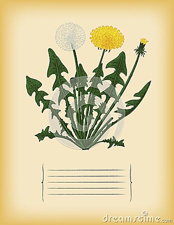 Old paper template with dandelion flower. Vector Stock Photo