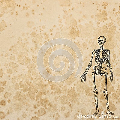 Old paper texture background Halloween Skeleton skull decoration Stock Photo