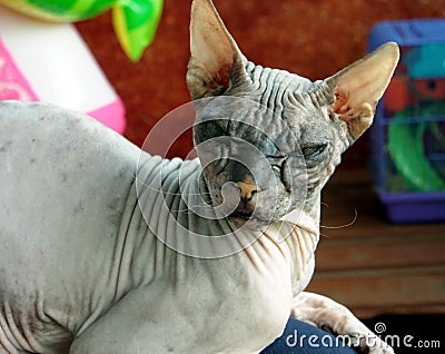 Old pedigreed cat breed don Sphinx Stock Photo