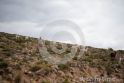 Old peruvian lady keeping track of her alpacas, lamas and sheep in chivay, arequipa, peru on 20th of march 2019 Editorial Stock Photo