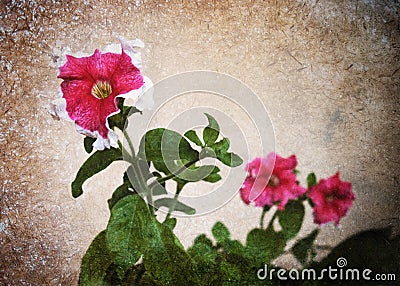 Old photo petunia flower Stock Photo