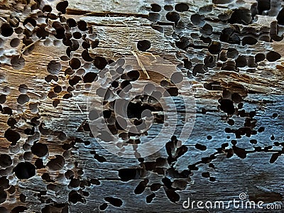 Old pieces of wood eaten by termites, Tree bark and Wood texture Stock Photo