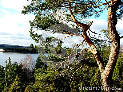 A old pine 1 Stock Photo