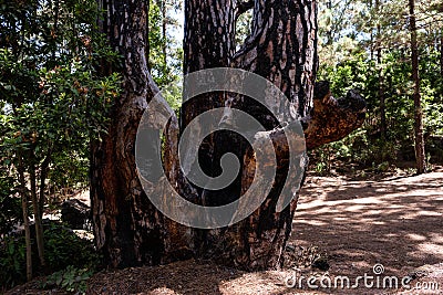 Old pine splitted tree haven survived a forest fire Stock Photo