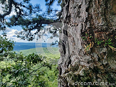 Old pine tree texture with distant landscape Stock Photo