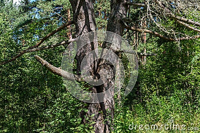 An old pine tree with two trunks Stock Photo