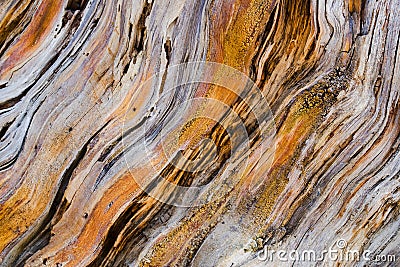 Old pine tree wooden texture Stock Photo