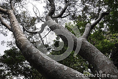 Old Pinus Bungeana tree in the sky from the famous Yu Garden on downtown of Shanghai Stock Photo