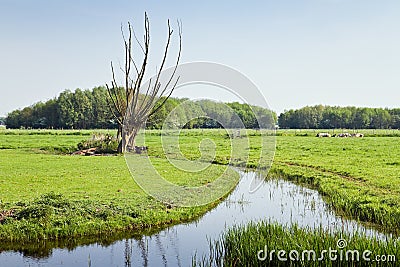 Old pollard-willows in Dutch country landcape Stock Photo