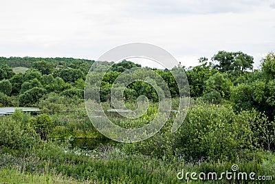 Old pond turned into swamps. Stock Photo