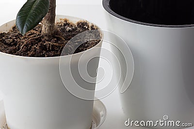 Old pot with ficus and new empty pot before repotting plant Stock Photo