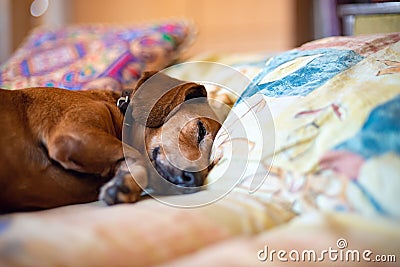 Old pretty dachshund Stock Photo