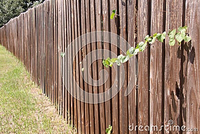 Old Privacy Fence Stock Photo