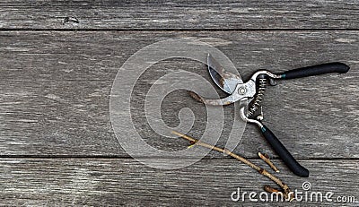 Old pruning shears and branch isolated on wood table background wiht copy space for your text or image Stock Photo