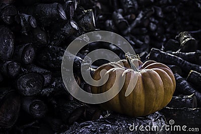 Old pumpking in front of the firewood wall Stock Photo